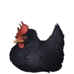 Chicken (Black)