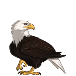 Eagle (Bald)