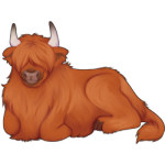 Brown Highland Cow with white horns