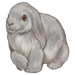Lop Rabbit