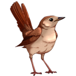 Nightingale (Common)