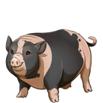 Pot Belly Pig