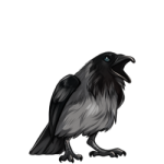Raven (Piebald)